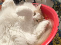 -平行世界·猫咖(首经贸店)