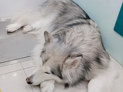 -佳雯宠物医院(金华南路分院)