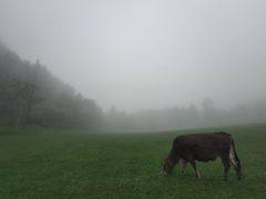 -武陵山森林公园