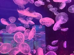 -上海海昌海洋公园
