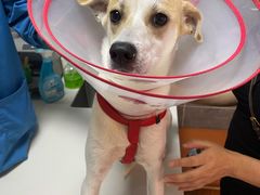 -美联众合宠物医院·爱萌分院·内外科·猫科中心