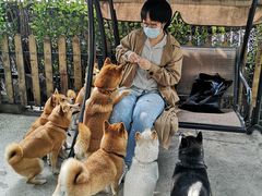 -柴犬高等学院·狗咖·柴犬售卖·宠物训练