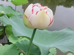 -陈家山荷花公园