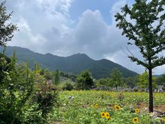 -千岛湖石林
