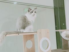 -momokira米努特·德文卷毛猫·棉花面纱犬