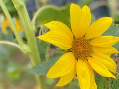 -光明小镇欢乐田园