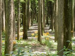 -上海共青森林公园