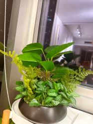 -初心はつ こころ日式美甲美睫沙龙