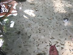 -御池园(顾村公园店)