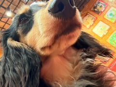 -和它·交个朋友·狗咖猫咖(爱琴海店)