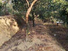 -彩虹桥宠物火化殡葬善终服务(金乐大厦店)