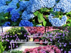 -云溪植物园