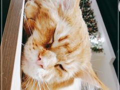 -藏猫猫咖啡主题馆(中央大道店)