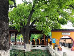 -上海东林寺(金山区)