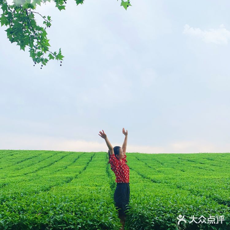 位于花溪的羊艾茶场，非常推荐大家伙去看看