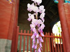 -北京国子监胡同