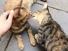 -竹吟山房