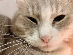 -猫儿山۰猫主题餐厅