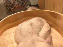 -屋虎猫馆(宝安大仟里店)