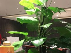 -红棉中餐厅·广州海航威斯汀酒店