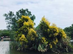 -大湾区中央湿地公园