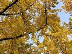 -高庙村(地铁站)