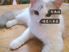 -more than meow吴止猫主题餐厅(承德 中船汇店)