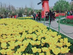 -大宁郁金香公园-停车场