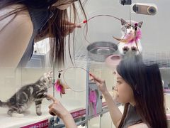 -lincat·猫舍(广州店)