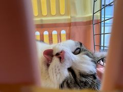 -纳吉亚猫专科动物诊疗中心(蒋宅口分院)