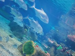-沙沙哗啦海洋馆(华宇百花谷店)