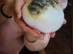 -肆月河豚·新淮扬(金融街店)