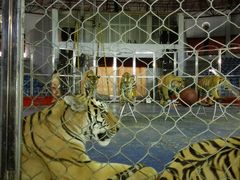 -西安秦岭野生动物园