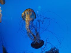 -太平洋海底世界