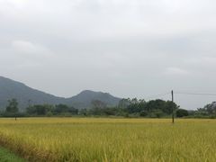 -艾米稻香小镇