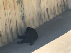 -东方熊牧场