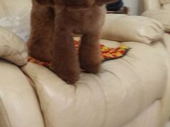 android_upload_pic-喵宠乐园·撸猫互动·猫舍