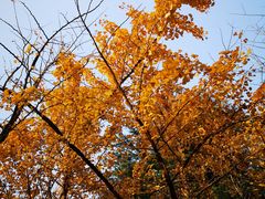 -上海共青森林公园