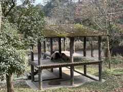-中国大熊猫保护研究中心雅安碧峰峡基地