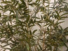 -耳艺采耳·足疗·按摩SPA(市桥店)
