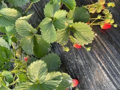 -胜丰草莓采摘园