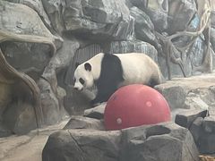 -武汉动物园