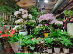 -朝来春花卉市场