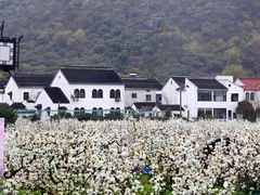 -树山生态村