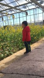 -蓝呗呗蓝莓草莓采摘园(通州区马驹桥店)