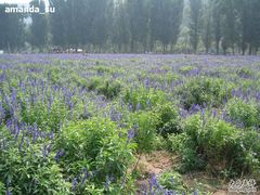-紫海香堤香草艺术庄园
