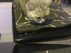 -平行世界·猫咖(首经贸店)