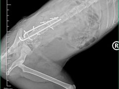 -欧奕国际动物医院