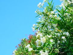-上海吴淞炮台湾国家湿地公园