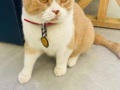 -伟伟宠物医院·CT影像中心·瑞派犬猫综合性门诊(汉口总院)